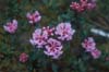 primulaflorum Dokar La-2 (95-077)